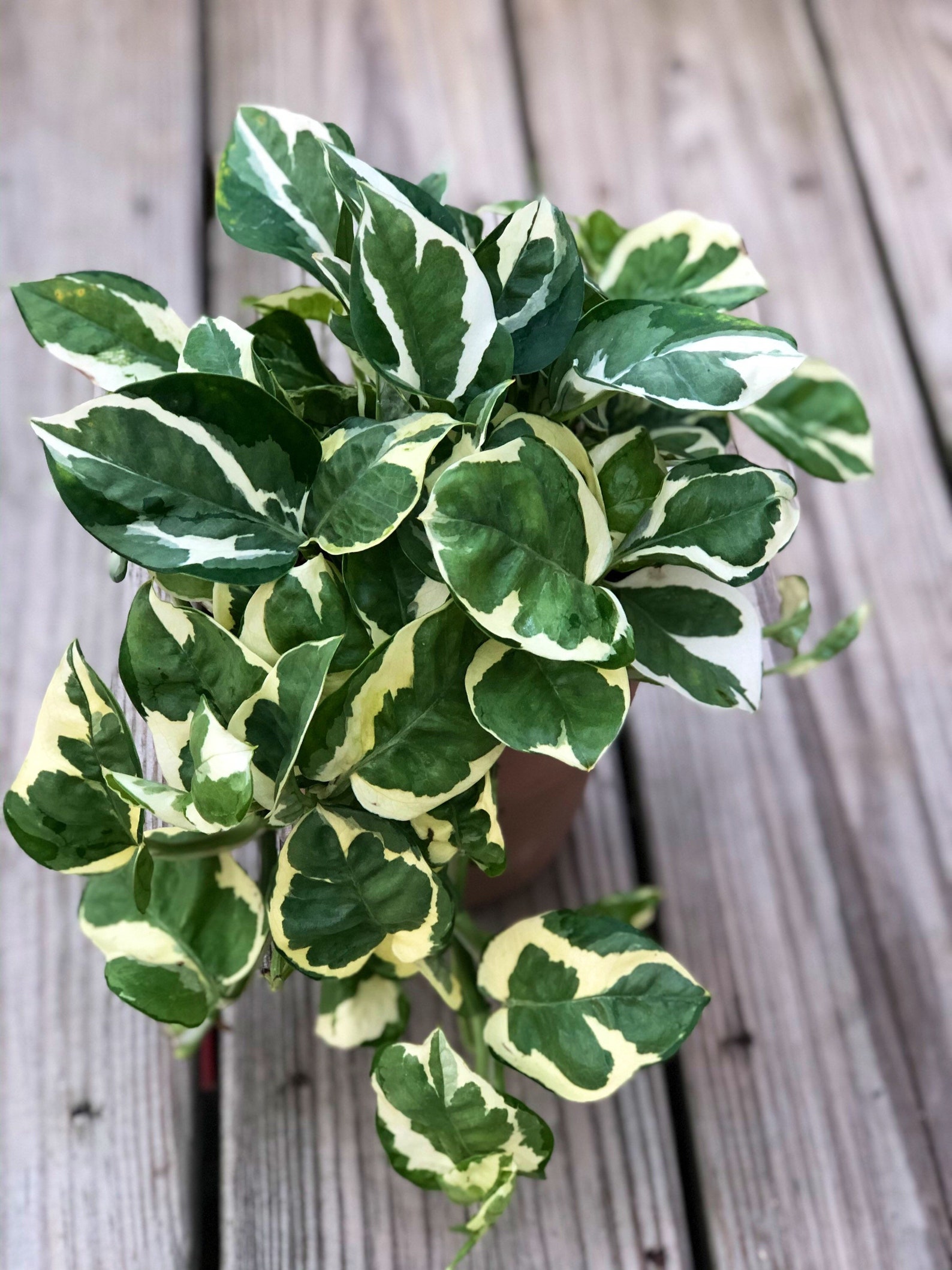 RARE Pothos Njoy FULL Pot 4Pot White Variegated Indoor Vines | Etsy