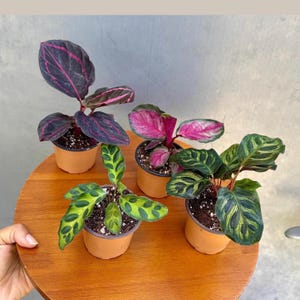 Calathea Assorted 4 Plants Set - Pack of 4 Calathea in 2&quot; Pot - Rooted Prayer Plants - Calathea Roseopicta, Lancifolia, Dottie, Makoyana