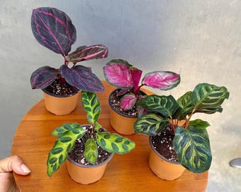 May include: Four potted Calathea plants with vibrant foliage. The leaves display a variety of patterns and colors, including deep purple, pink, and green. The plants are in small, terracotta-colored pots, set on a wooden surface.