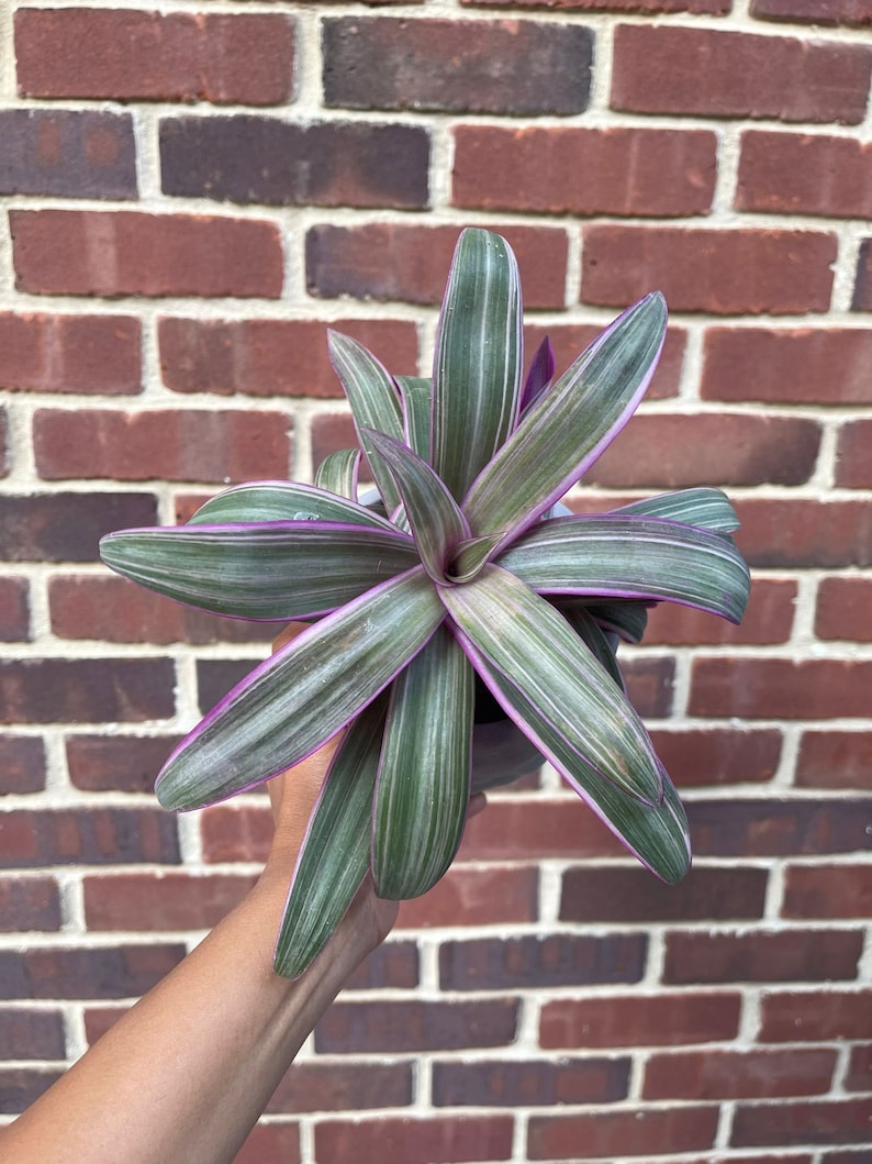 Tradescantia Spathacea Tricolor - Thumbnail 3