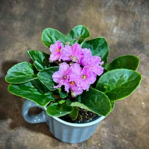 African Violet in 4&quot; Ceramic Cup - Pink Violets - Pink Indoor Blooming Flower Plant - Terrarium Plant - Live Flower Plant For Birthday Gift