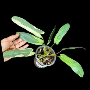Philodendron Atabapoense Variegated Super Rare Exact Pot - Collector&#39;s Plant - Exact Same Live Plant - US Seller - Variegated Atabapoense