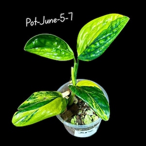 May include: A small potted plant with vibrant green and yellow variegated leaves. The plant is in a clear plastic pot with soil and small rocks. The text "Pot-June-5-7" is written in white script above the plant against a black background.