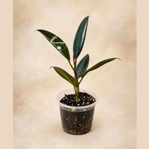 May include: A Ficus elastica plant with dark green, glossy, oval-shaped leaves growing in a clear plastic pot filled with dark potting soil. The plant features a central stem and a small white circular logo with the text PLANTVERS Garden.