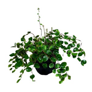 May include: A hanging plant with small, round, glossy green leaves cascading from a black pot. The plant has a trailing habit, with long stems extending outwards. The leaves are a vibrant green color, creating a lush, full appearance.