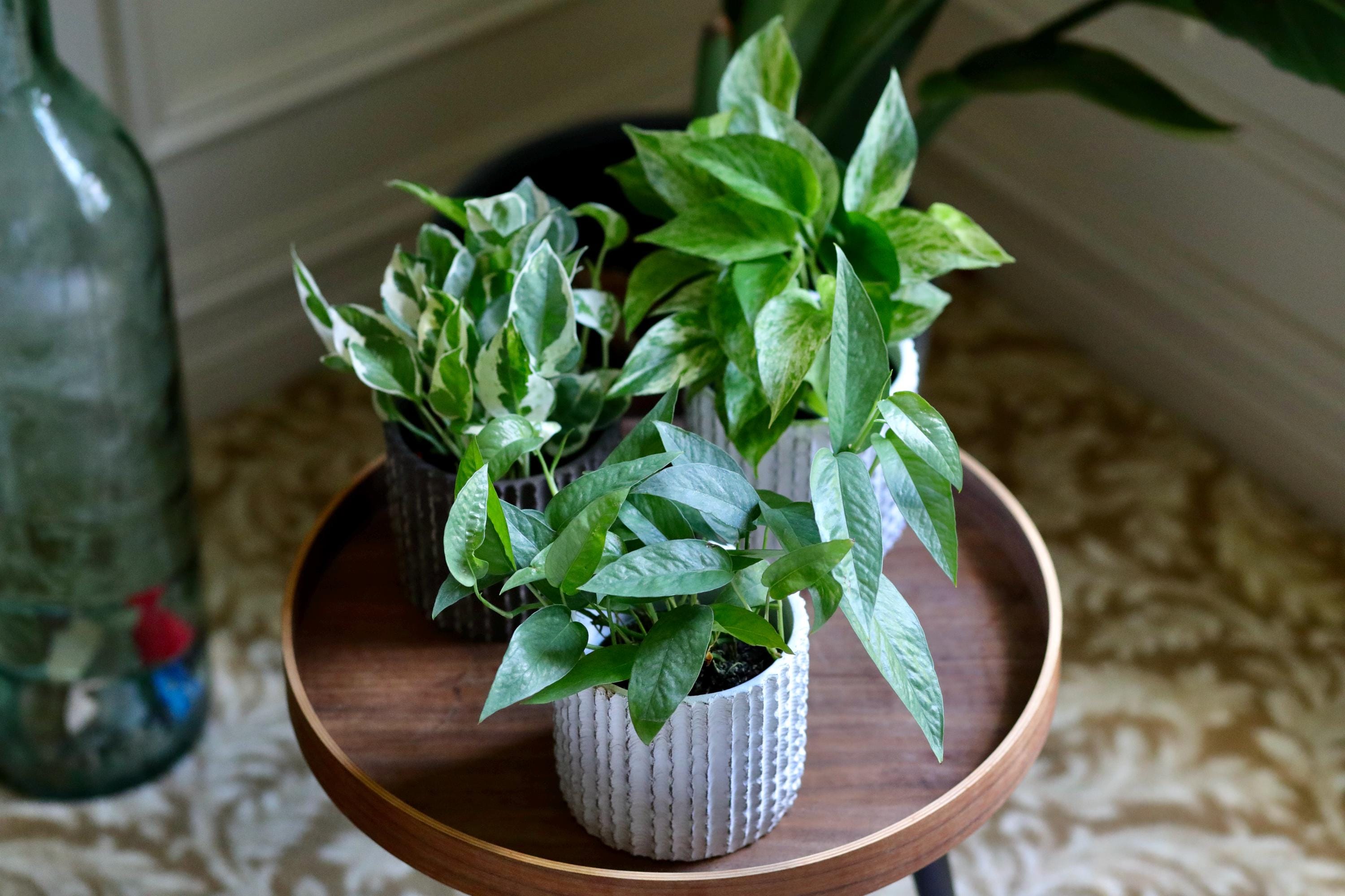 Pothos Plant Variety Pack With 3 Live Plant in 4