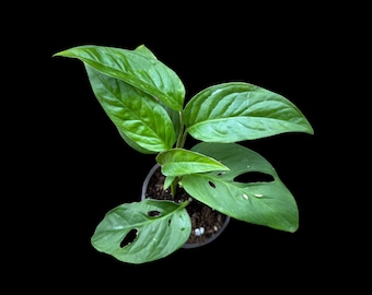 May include: A top-down view of a potted Monstera adansonii plant against a black background. The plant features vibrant green leaves, some with distinctive oval-shaped holes. The pot is a dark gray color, and the soil is visible.