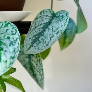 May include: Close-up of a Scindapsus pictus plant, also known as satin pothos. The leaves are heart-shaped with a silvery-green pattern. The plant is in a pot, with some leaves hanging down. The background is a plain white wall.