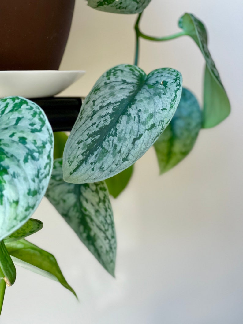 May include: Close-up of a Scindapsus pictus plant, also known as satin pothos. The leaves are heart-shaped with a silvery-green pattern. The plant is in a pot, with some leaves hanging down. The background is a plain white wall.