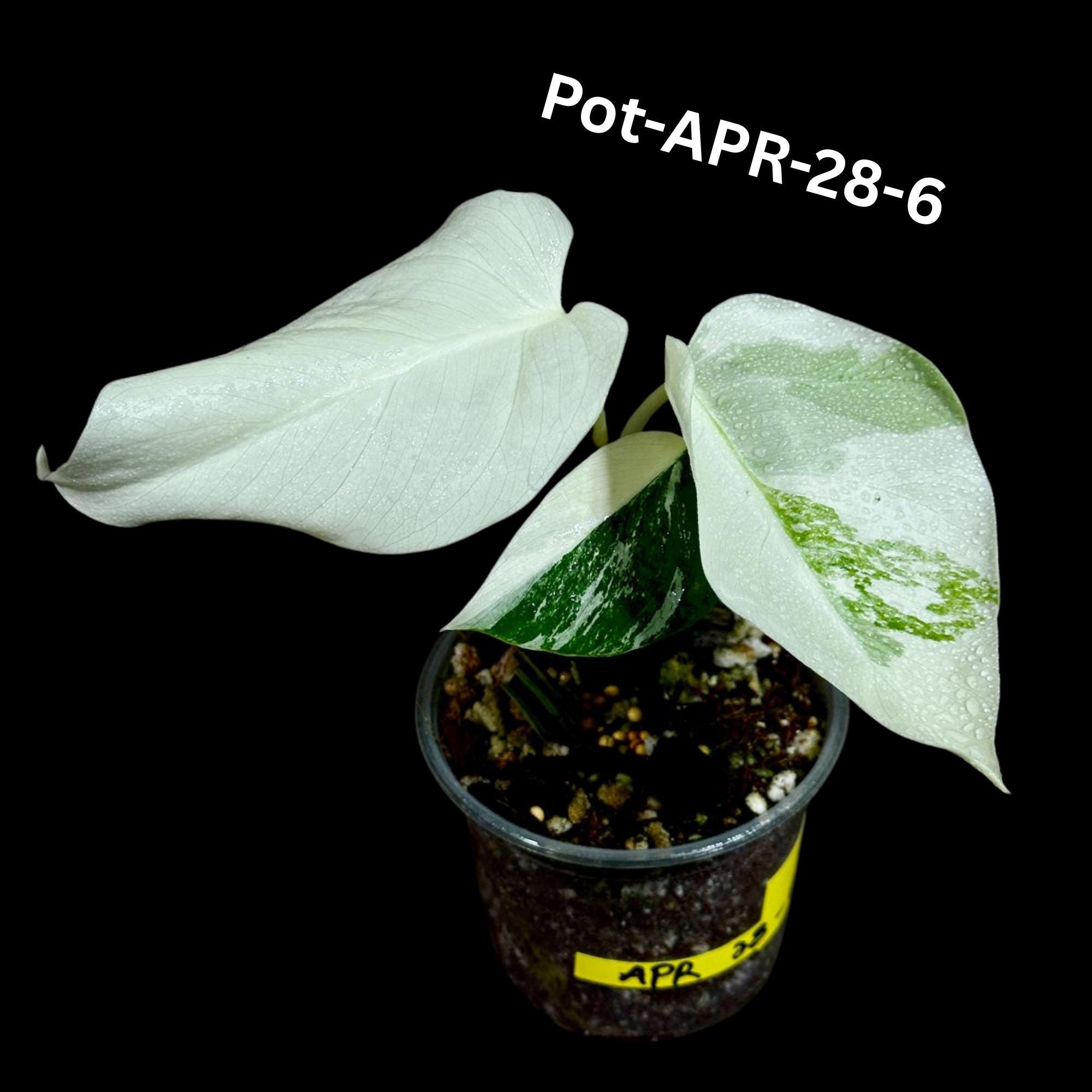 Monstera Albo - Rare Variegated Monstera Borsigiana Albo - Rare Collector Plant - White Monstera Albo Pots - USA seller