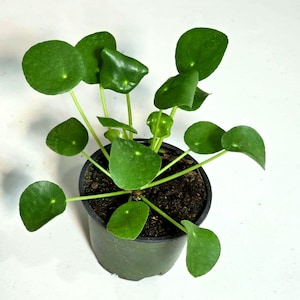 以下が含まれることがあります： 鮮やかな緑色の丸い葉を持つ、鉢植えのピレアペペロミオイデス（別名：チャイニーズマネープラント）。植物は、白い背景に対して、濃い緑色のプラスチックポットに入っています。葉は滑らかな質感で、茎の周りに配置されています。