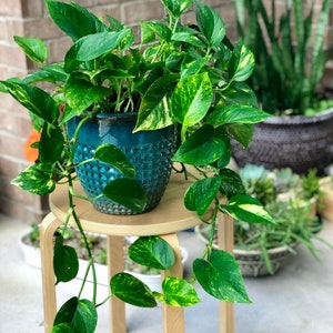 May include: A vibrant green pothos plant with variegated leaves in a teal ceramic pot. The plant sits on a small wooden stool, with trailing vines cascading down. Other potted plants are visible in the background.