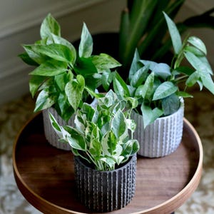 May include: Three potted plants with green and white variegated leaves. The plants are in different sized white and gray textured pots. The pots are sitting on a wooden table.