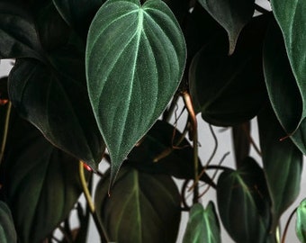 Velvet Leaf Philodendron cuttings RARE | Velvet Leaf plant | Philodendron Mican | Heartleaf Philodendron cutting | Rare indoor vining plant
