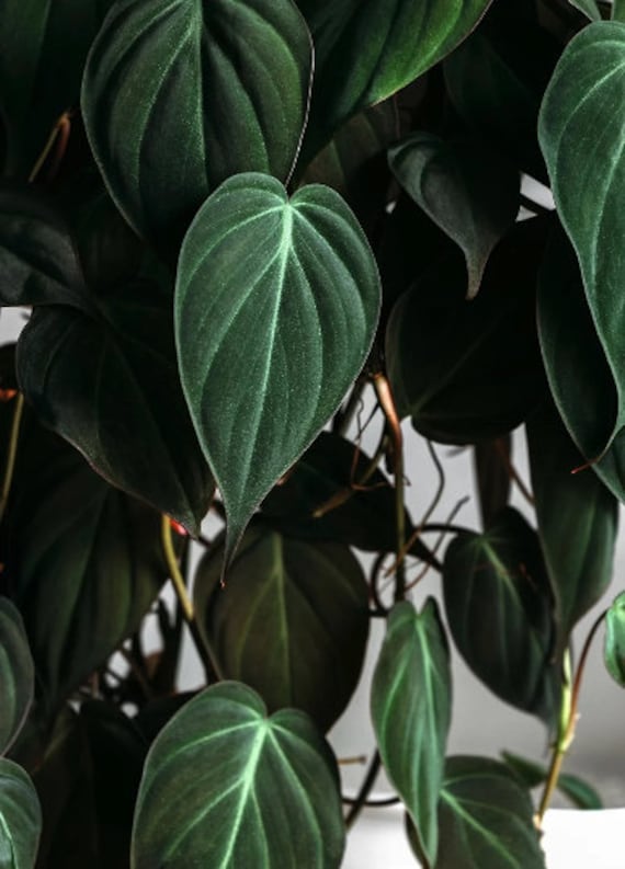 Velvet Leaf Philodendron Cuttings RARE | Velvet Leaf Plant | Philodendron  Mican | Heartleaf Philodendron Cutting | Rare Indoor Vining Plant - Etsy