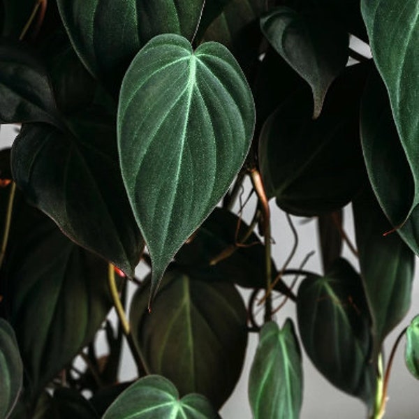 Velvet Leaf Philodendron cuttings RARE | Velvet Leaf plant | Philodendron Mican | Heartleaf Philodendron cutting | Rare indoor vining plant