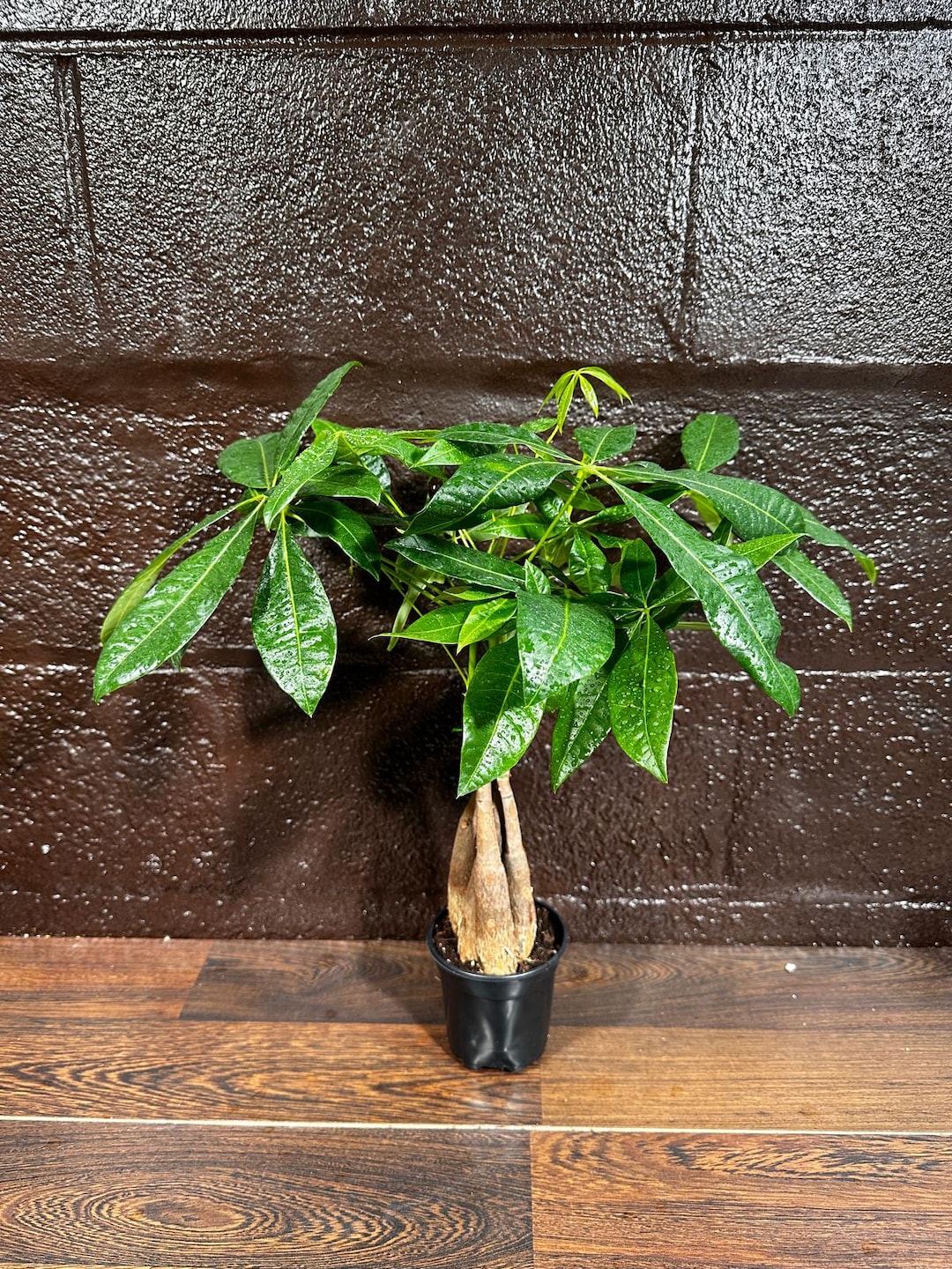 lemon meringue pothos vs global green Pothos 'Lemon Meringue'