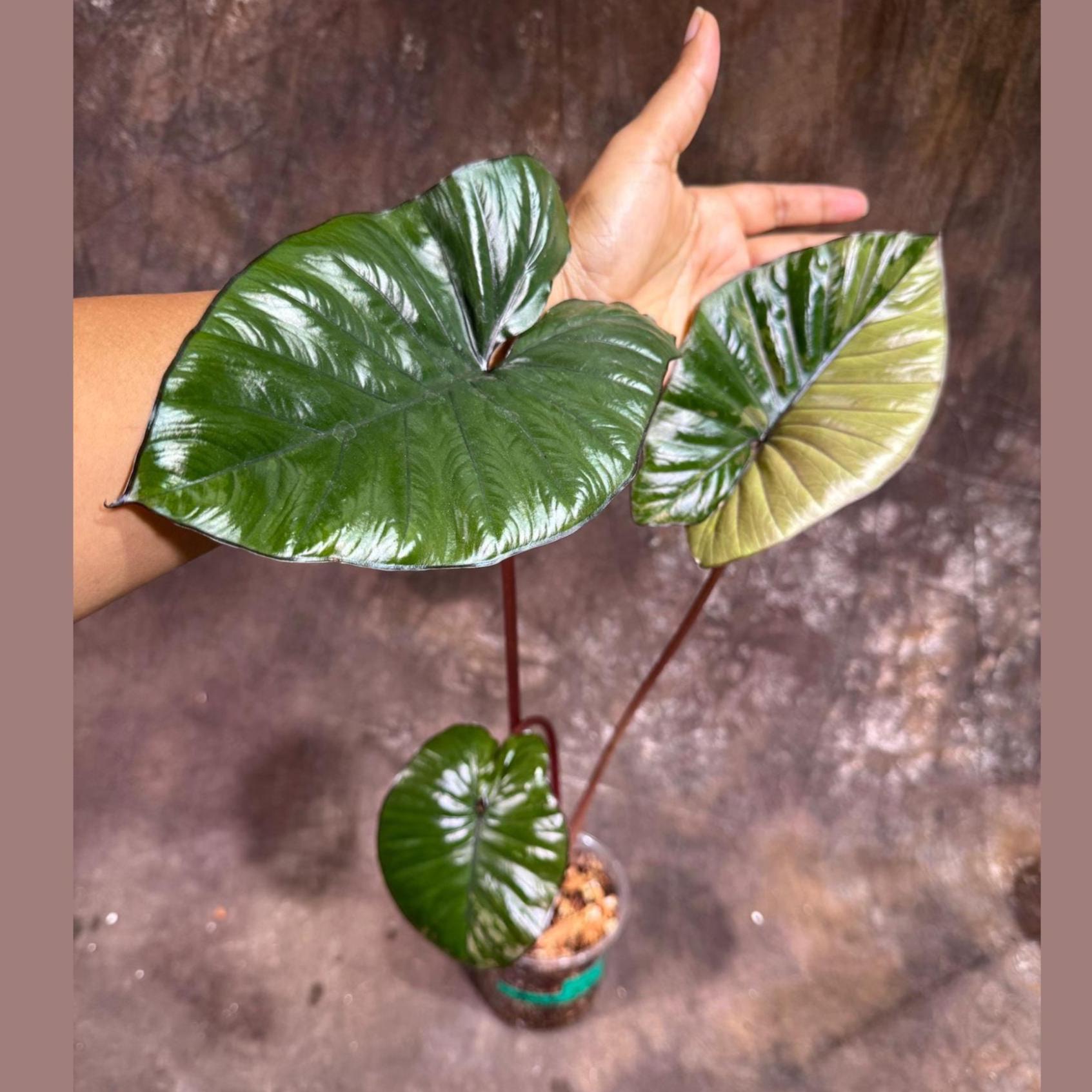 Alocasia Serendipity Gold Variegated Exact Live Plant - Super Rare