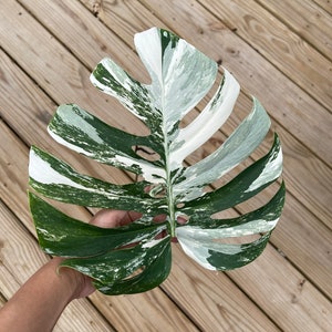 Monstera Albo Borsigiana Cutting - Extremely Rare variegated monstera albo