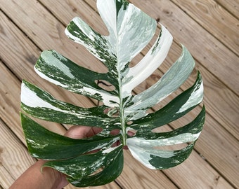 Monstera Albo Borsigiana Cutting - Extremely Rare variegated monstera albo