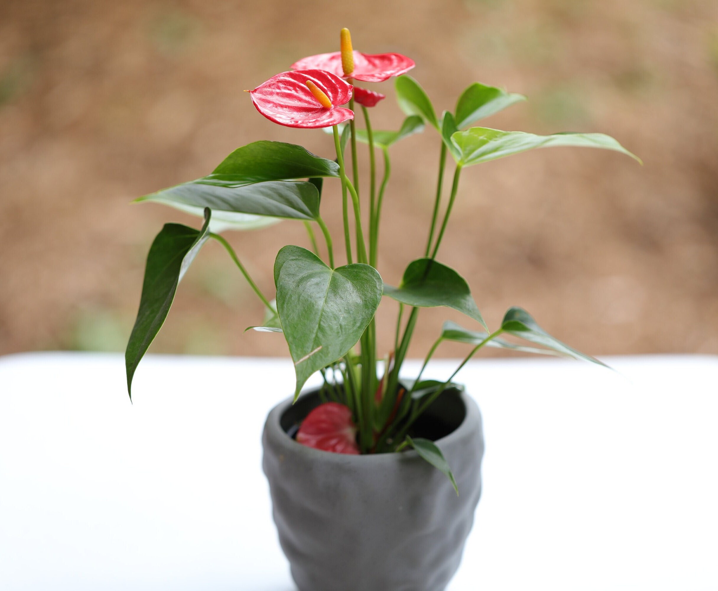 Anthurium Aristo - Etsy