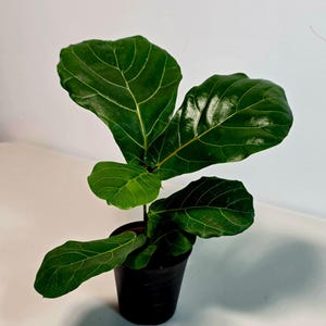 May include: A small Fiddle Leaf Fig plant in a black pot. The plant has large, vibrant green leaves with prominent veining. The leaves have a glossy texture. The pot is sitting on a white surface.