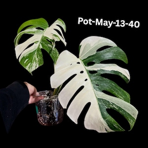 Monstera Albo - Rare Variegated Monstera Borsigiana Albo - Rare Collector Plant - White Monstera Albo Pots - Exact Same Plant - US Seller
