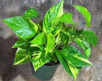 Golden Pothos in a 4" Nursery Pot - Easy Care Houseplant - Low light Indoor Plant - Devils Ivy Plant - Air Purifier Plant - US Seller