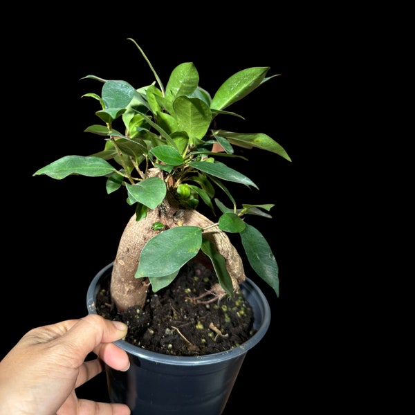 Ficus 'Ginseng' in 6" Nursery Pot - Bonsai plant - Gift-Plant - Office Plant - Low Light Plant