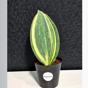 以下が含まれることがあります： 鉢植えのサンスベリア植物。1枚の大きくまっすぐな葉があります。葉は緑色で、黄色の縁取りと、より明るい緑と白の斑入りです。植物は、白いPlantVersステッカーが付いた黒い鉢に入っています。