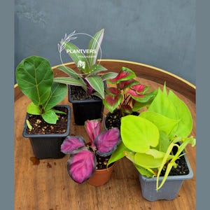May include: An assortment of potted houseplants, including a fiddle leaf fig, a pink and green striped plant, and a neon pothos. The plants are in small black and brown pots, arranged on a wooden tray. The logo "PLANTVERS Houseplants" is visible.