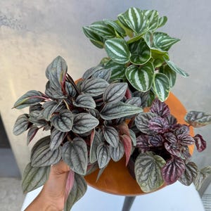 Pu&ograve; includere: Tre piante di Peperomia in vaso con foglie strutturate in tonalit&agrave; di verde, grigio e viola. Le piante sono disposte su un tavolino rotondo in legno con gambe nere. Le foglie hanno motivi e colori unici.