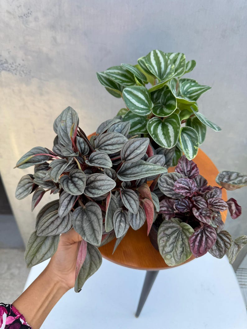 Pu&ograve; includere: Tre piante di Peperomia in vaso con foglie strutturate in tonalit&agrave; di verde, grigio e viola. Le piante sono disposte su un tavolino rotondo in legno con gambe nere. Le foglie hanno motivi e colori unici.