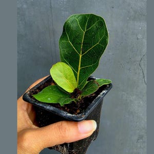 May include: A small Fiddle Leaf Fig plant in a black square pot. The plant has large, dark green leaves with prominent veins. The new leaves are a lighter green. The plant is held in a hand against a gray background.