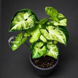 May include: A Syngonium plant with variegated heart-shaped leaves featuring shades of bright lime green, dark green, and creamy white. The plant is potted in a dark container filled with soil. A circular logo with the text PLANTVERS GARDEN is visible.