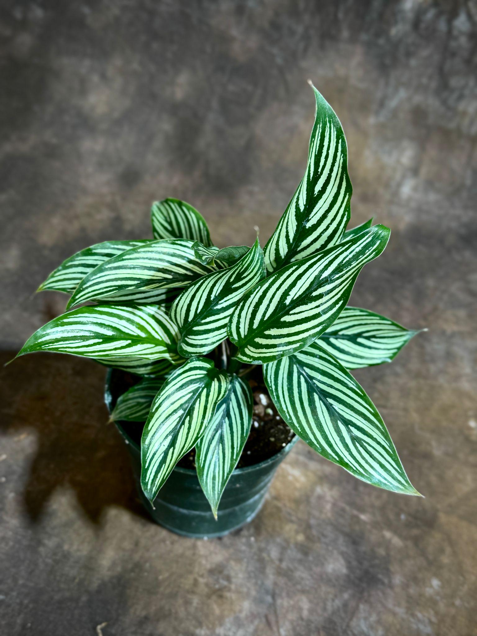 Calathea Vittata Live Plant in 4” Grow Pot | White Striped Calathea | Indoor Easy Beginner Plant | Pet Friendly Plants | Gift Plants