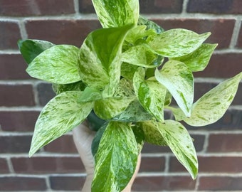 Marble Queen Pothos in a Pot - Epipremnum aureum 'Marble Queen' - Variegated Pothos -  SIMILAR PLANT as the pictures