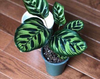 Rare Calathea makoyana in a 4" nursery pot easy care houseplant - Beautiful Peacock Calathea - Air purifier plant - Rare Houseplant