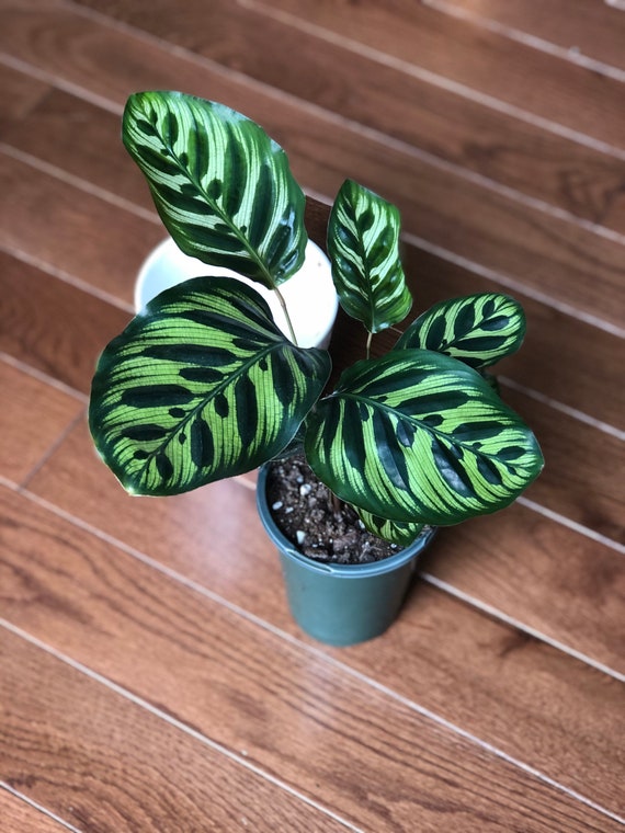 dracena arborea Dracaena Arborea – Interior Foliage Design main image 1