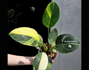 Variegated Philodendron Birkin Aurea Plant - Rare Houseplant - Exact Same Plant - US Seller