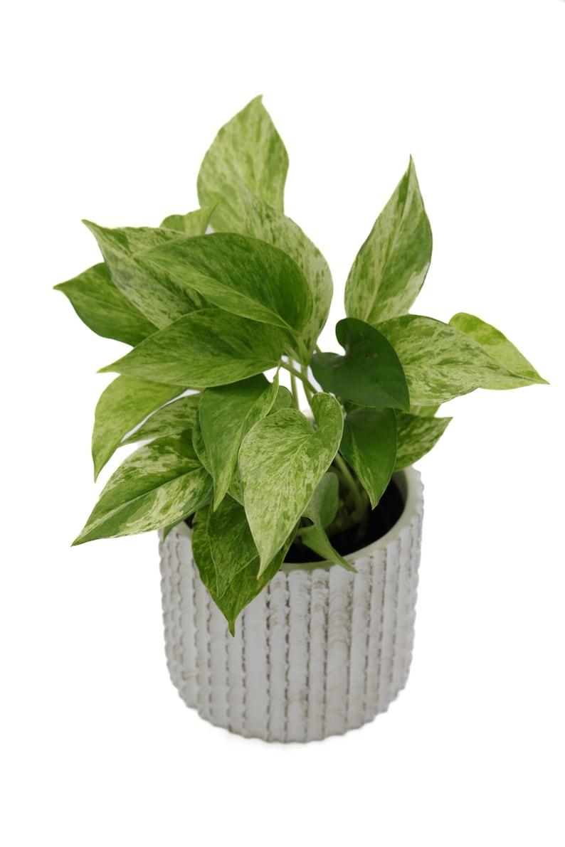 PlantVers Pothos