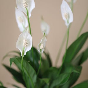May include: A close-up of a peace lily plant with several white flowers and green leaves. The flowers have a prominent central spike. The background is a soft, neutral color.