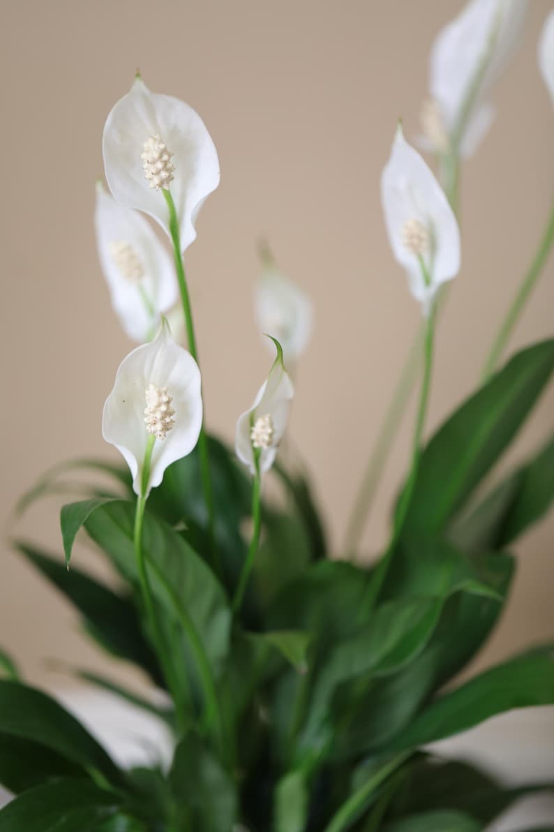 May include: A close-up of a peace lily plant with several white flowers and green leaves. The flowers have a prominent central spike. The background is a soft, neutral color.