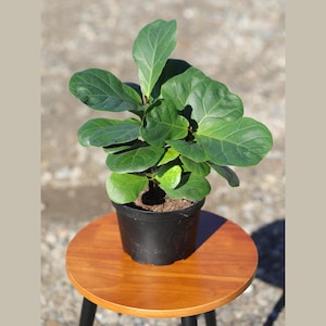 May include: A small green fiddle leaf fig plant in a black plastic pot, sitting on a wooden table.