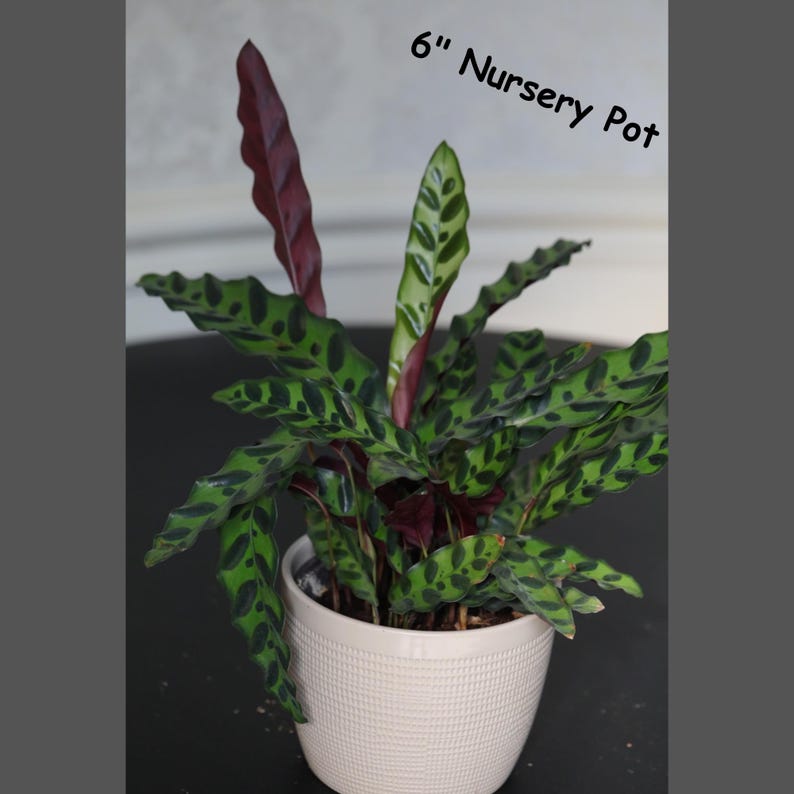 PlantVers Calathea Lancifolia - Thumbnail 4