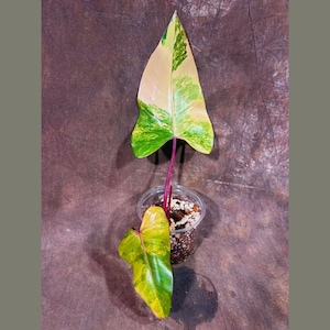 Variegated Philodendron Strawberry Shake EXACT Same Plant - Rare Variegated Strawberry Plant - Collector Plant - Gift Live Plant - US Seller