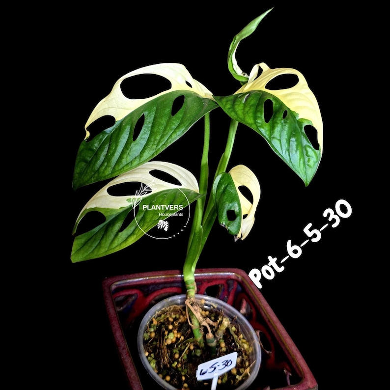 PlantVers Monstera Adansonii Plant - Thumbnail 2