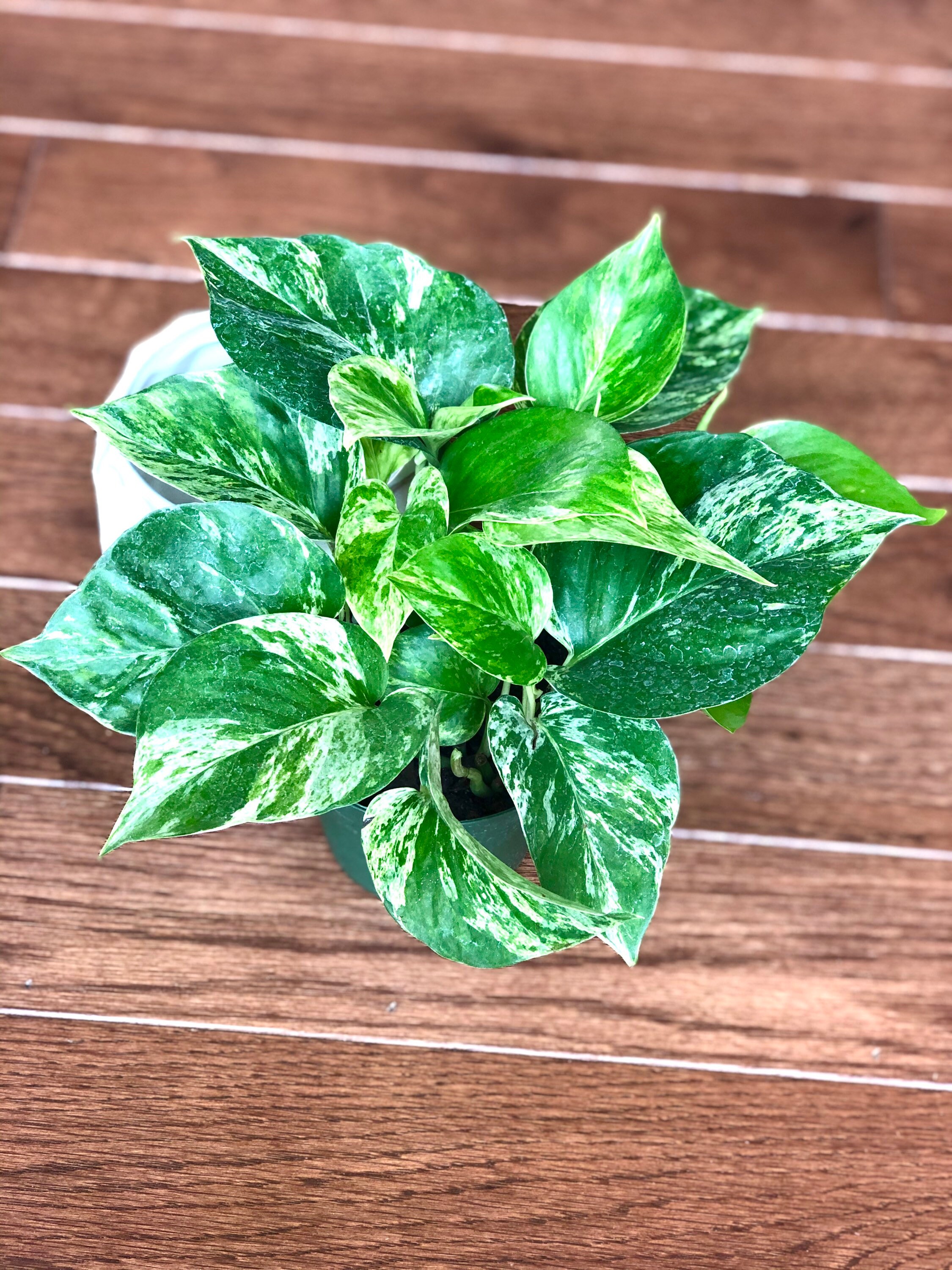 RARE Marble Pothos Cuttings Variegated Indoor Easy Etsy