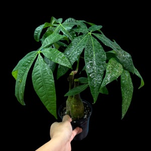 Lucky Money Tree Large Stump Tree - Lucky  Houseplant - Easy Care  Indoor Live Plant- Gift Houseplant -Pet Friendly Air Purifier Plant