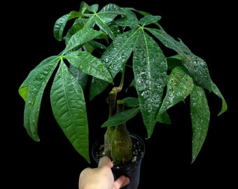 Lucky Money Tree Large Stump Tree - Lucky  Houseplant - Easy Care  Indoor Live Plant- Gift Houseplant -Pet Friendly Air Purifier Plant